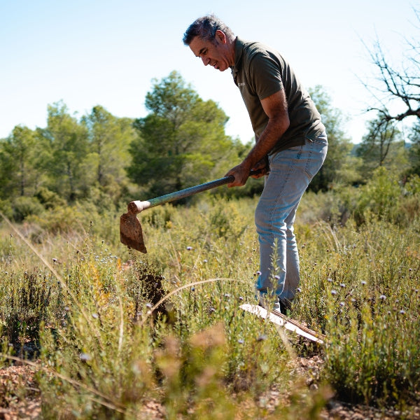 Lata Bosquia - Magic Forest 25-26