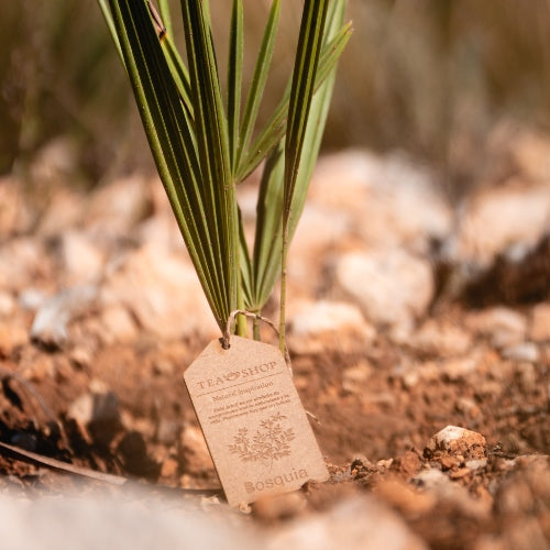 Lata Bosquia - Magic Forest 25-26