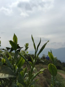 Un té único que nos transporta al pico más alto de Darjeeling