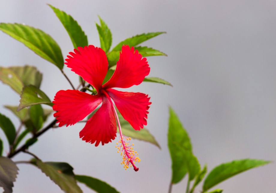 Hibisco, que propiedades tiene