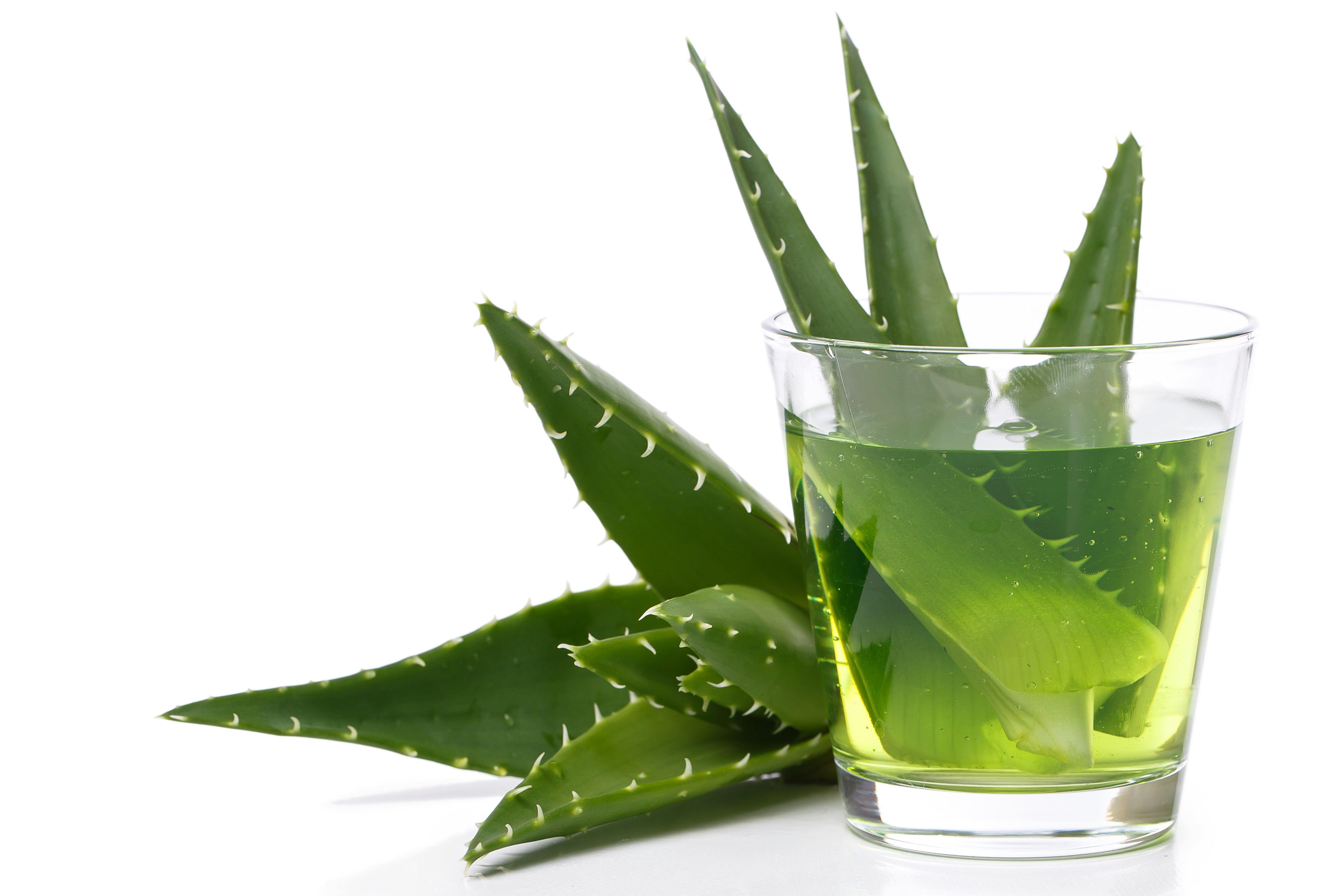 Propiedades del Aloe Vera: conoce esta planta super nutritiva y digestiva