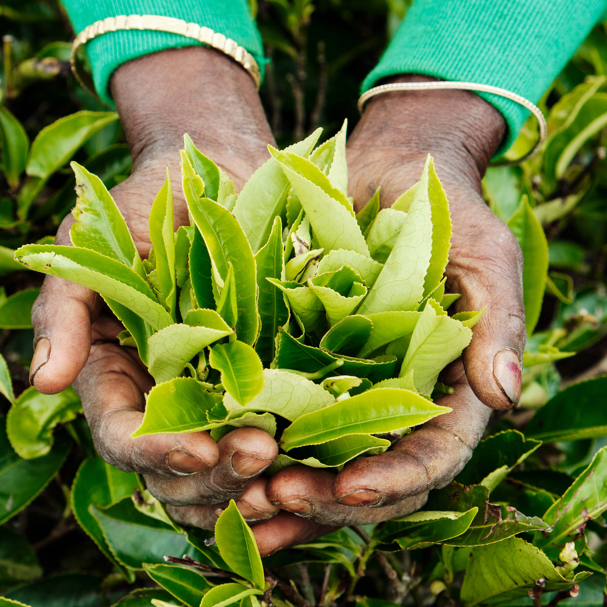 Camellia sinensis, the tea plant