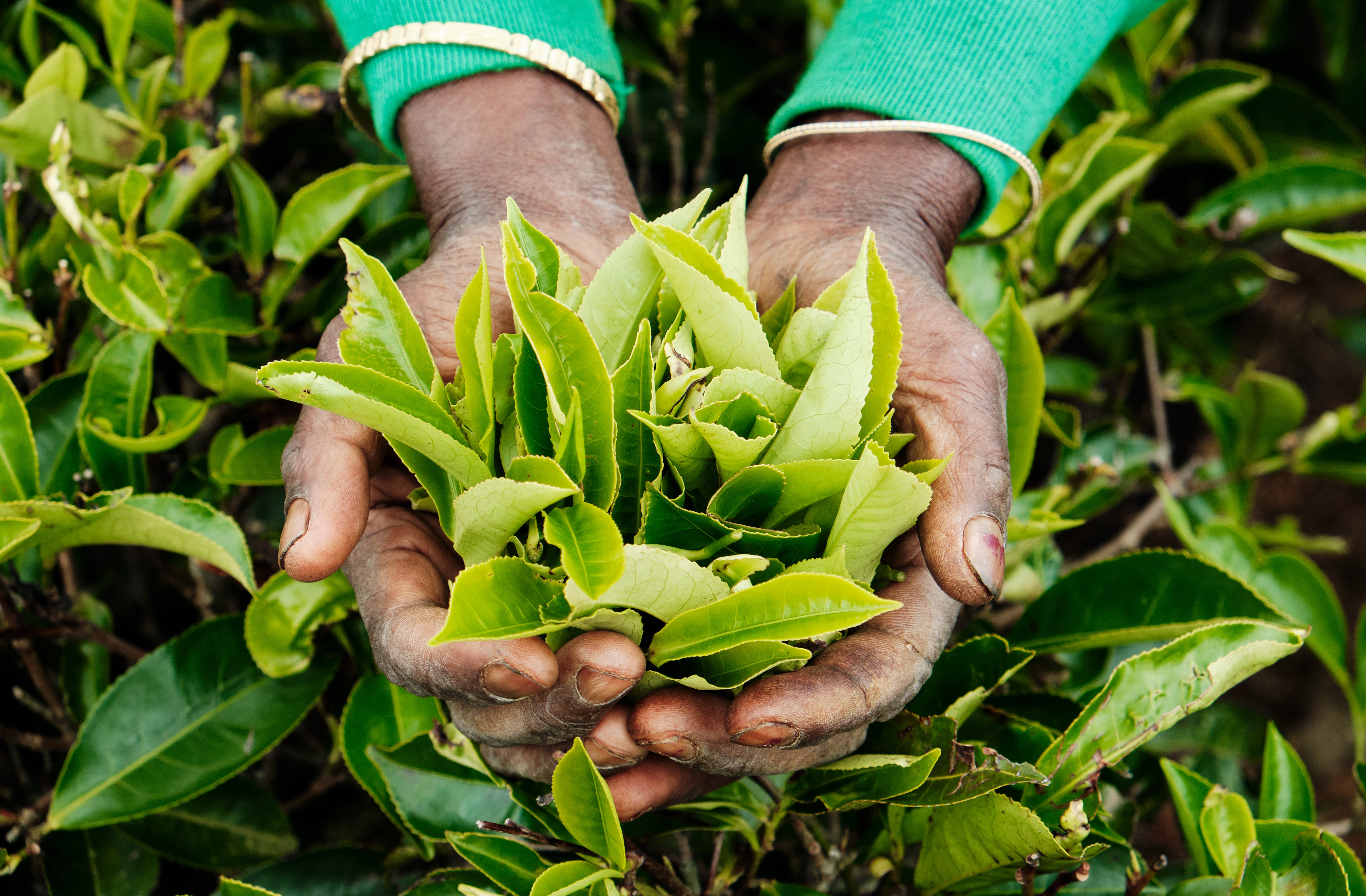 camellia sinensis: conoce la planta del té