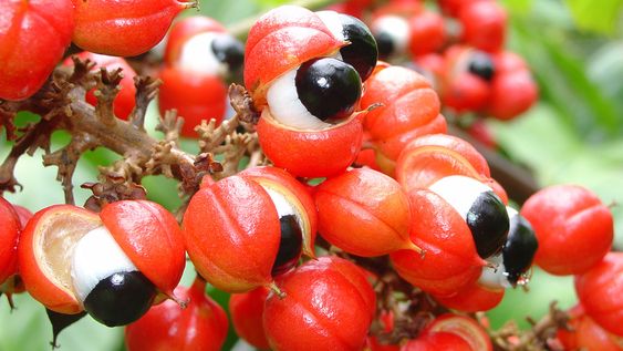 guarana propiedades