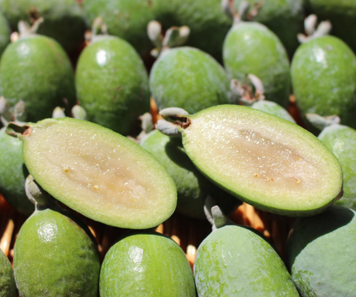 ¡Bienvenido el Otoño con sabor a guayaba!