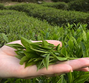 El té cuida de tu piel