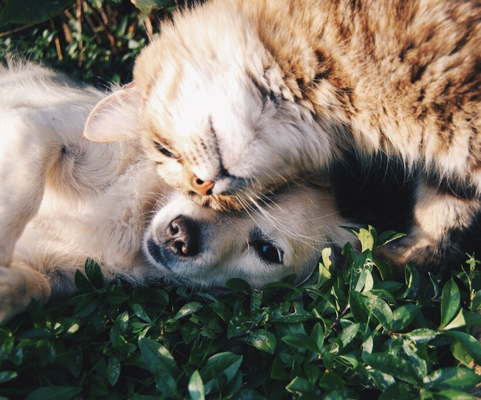 La camomilla per cani, ¿Che usi ha?