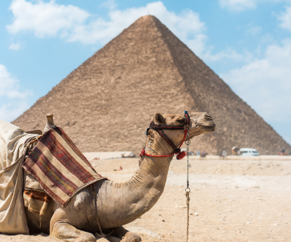 El uso del té en el antiguo Egipto