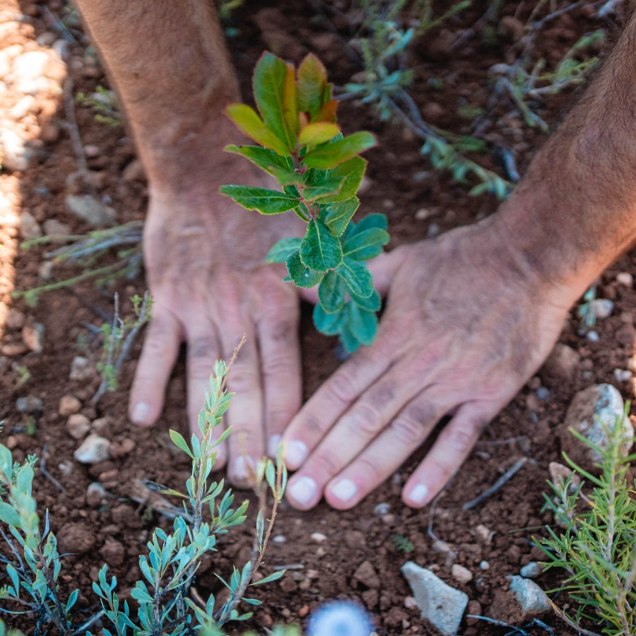 Lata Bosquia - Magic Forest 25-26