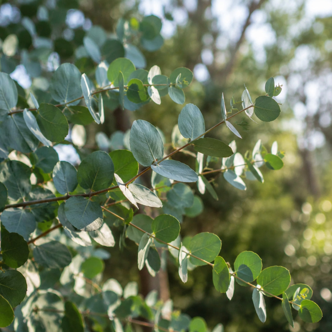 Eucalyptus Bio